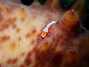 PA050074-umiusikakureebi.JPG
