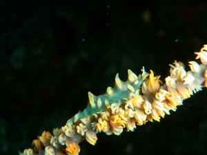 PA050050-bisyamon.JPG