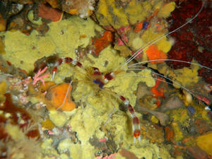 PA100149-otohimeebi.JPG