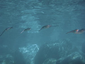 PA110096-aoriika.JPG