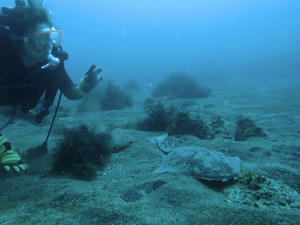PA110106-kasuzame.JPG