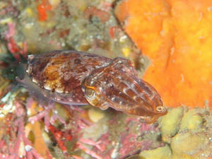 PA120016-kouika.JPG