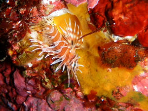 PA150026-kirinmino.JPG