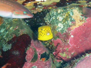 PA160047-minamihakofugu.JPG