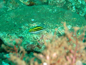 PA190005-futasujitamagasira.JPG