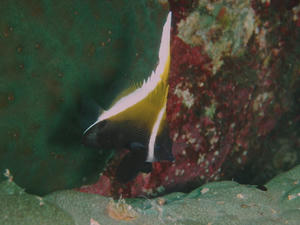 PA230015-tunohatatatedai.JPG