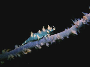 PA230034-bisyamon.JPG