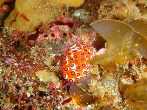 PA240018-togetoge.JPG