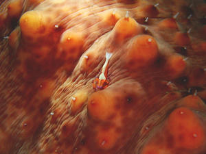 PA250012-umiusikakureebi.JPG
