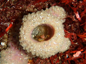 PA280012-kusinoha.JPG