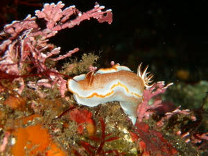 PA290051-kyarameru.JPG