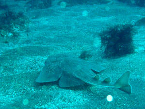 PB010020-kasuzame.JPG
