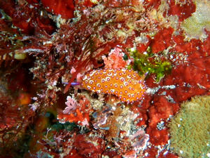 PB010056-togetoge.JPG