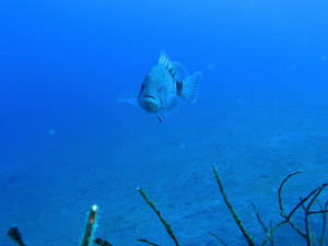 PB080021-mahata.JPG