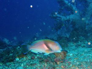 PB090023-ira.JPG