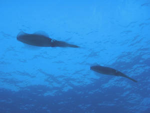 PB090005-aoriika.JPG
