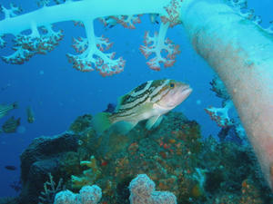 PB100007-iyagohata.JPG