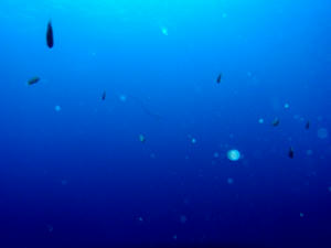 PB110008-nitari2.JPG