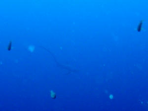 PB110008-nitari.JPG