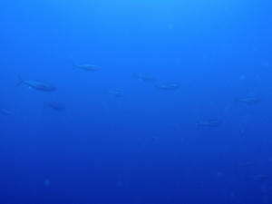 PB160145-maguro.JPG