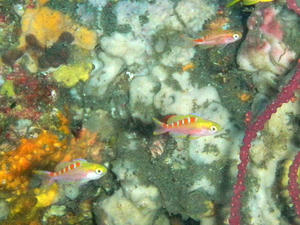 PB160161-akabosihanagoi.JPG