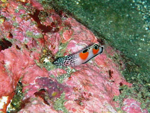 PB160131-kanmuri.JPG