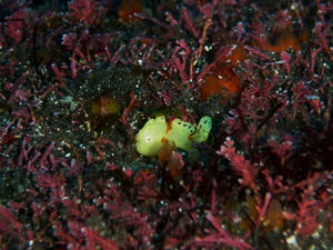PB260026-irolaeru.JPG