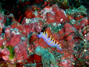 PB260033-mitiyomino.JPG