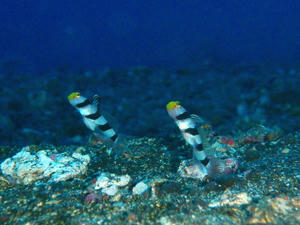 PC010024-nejirinbou.JPG