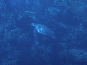PC040008-kame.JPG