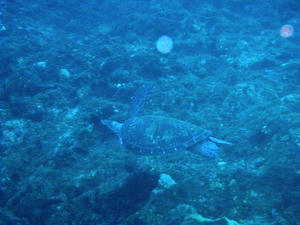 PC050003-kame.JPG