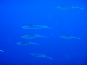 PC060024-aoriika.JPG