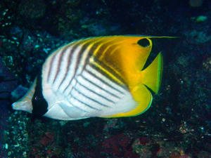 PC070037-togetyoutyou.JPG