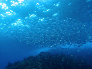PC250036-iwasi.JPG