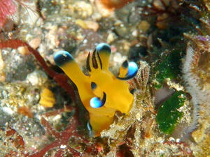 P1100007-pika.JPG