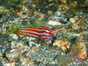 P1110009-ayatasuki.JPG