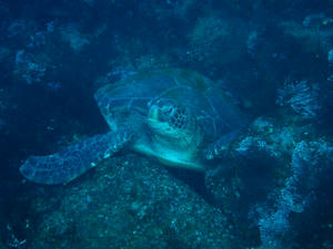 P1260023-kame.JPG