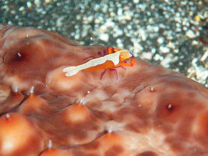 P1260017-umiusikakureebi.JPG