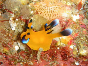 P2040030-pika.JPG