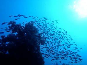 P2190029-isaki.JPG