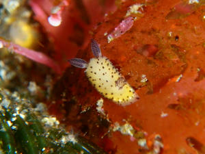P3040023-gomafubiro-do.JPG