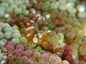 P3060086-moebi.JPG