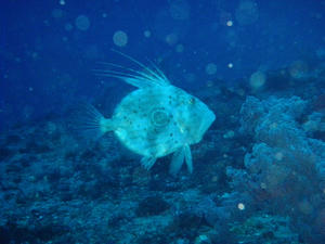P3070021-matoudai.JPG