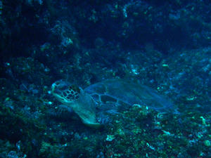 P3070054-kame.JPG