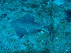 P3110012-kasuzame.JPG