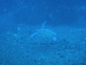 P3120018-kame.JPG