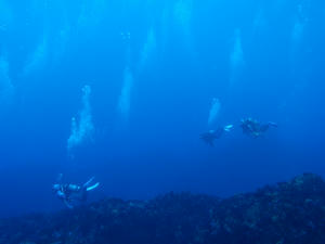 P3140016-keikai.JPG