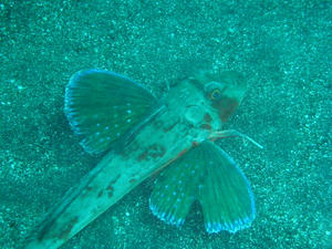 P3190007-houbou.JPG