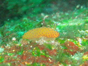 P3200001-togetoge.JPG