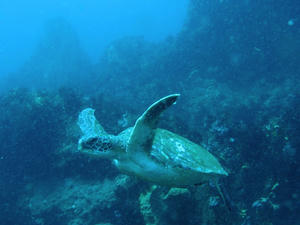 P3270008-kame.JPG